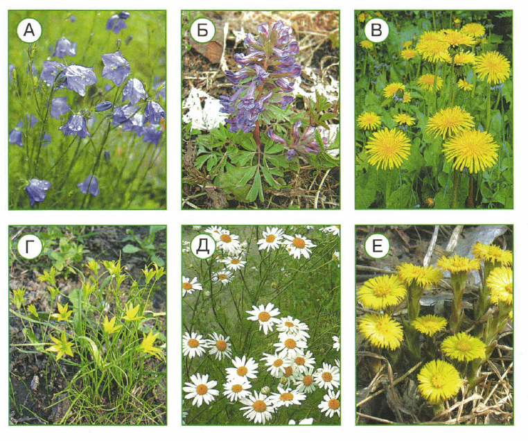 Тест по окружающему миру "Весеннее пробуждение растений